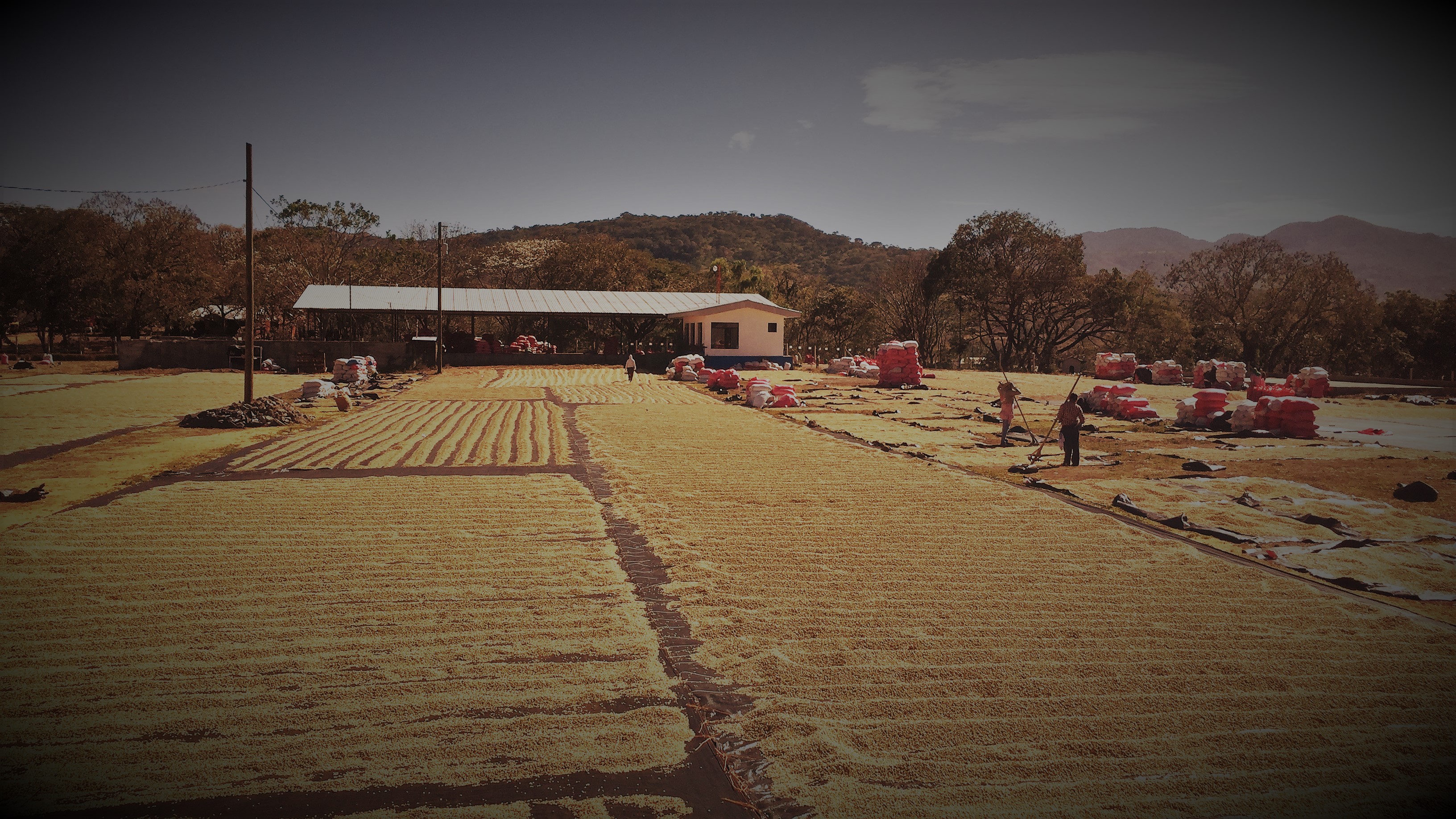 Coffee drying in the sun at the dry mill